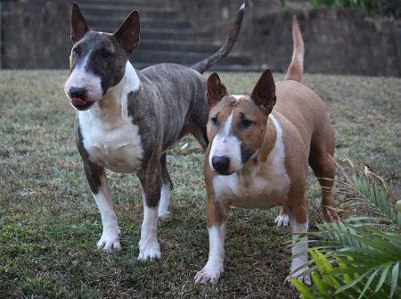 Bull terrier