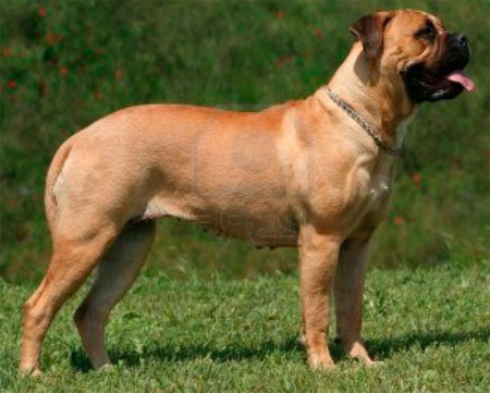 Bullmastiff