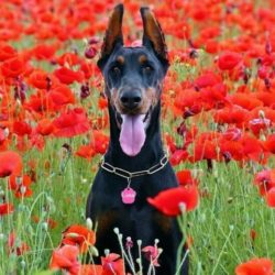 LAS 16 RAZAS DE «PERROS PELIGROSOS» EN ESPAÑA