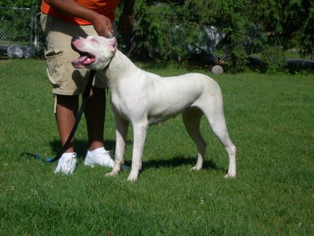 Dogo argentino