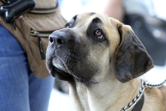 Fila brasileño