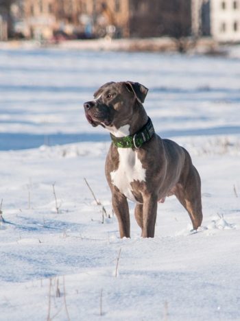 Pitbull terrier