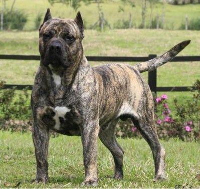 Presa Canario