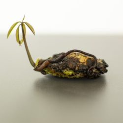 ¿Cómo se siembra la planta de mango?