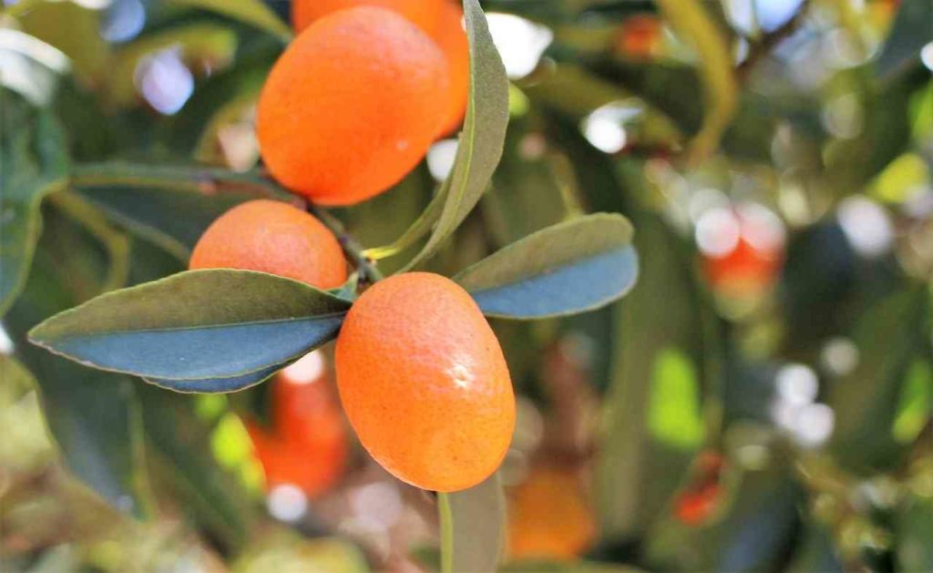 Beneficios del Kumquat
