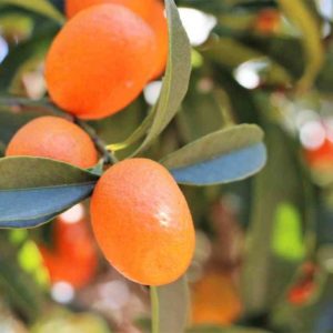 Propiedades y Beneficios del KUMQUAT