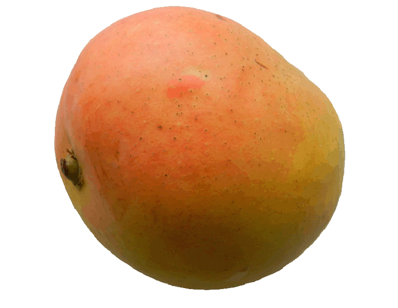 Mango Kensington
