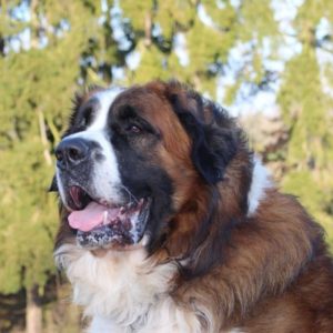 Las Razas de perros grandes más populares