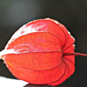 Propiedades y Beneficios de la PHYSALIS