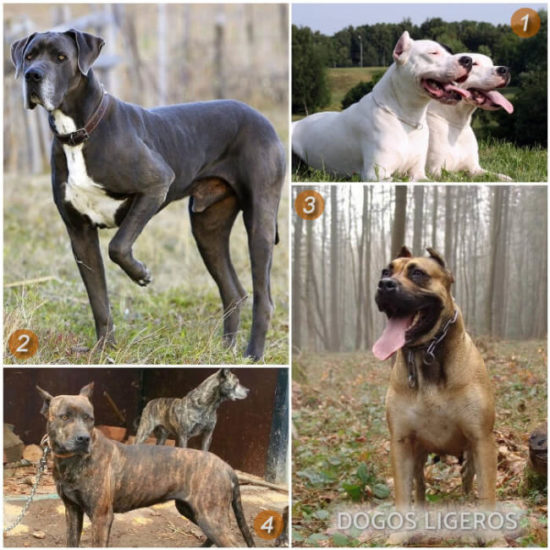 Dogos Ligeros