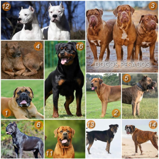 Dogos Pesados
