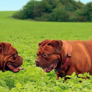 Perros Dogo. Características y Cuidados de la Raza
