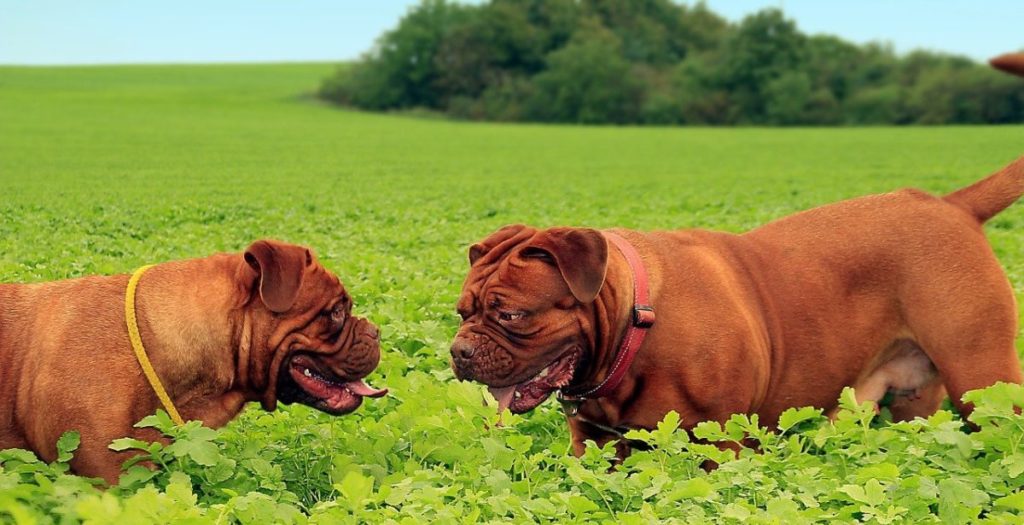 Perros Dogo