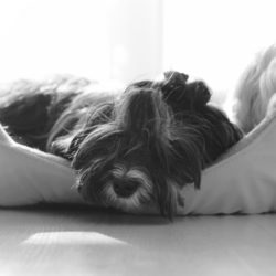 Las Razas Más Especiales de Perros Pequeños