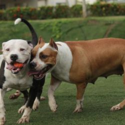 Perros Pitbull: Características, Temperamentos y Más