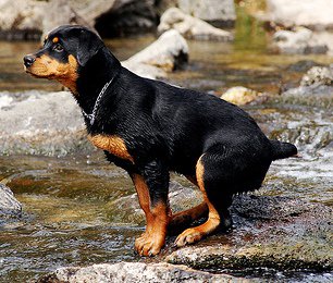 Rottweiler Alemán