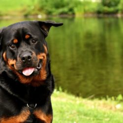 Rottweiler. Características y Cuidados de la Raza