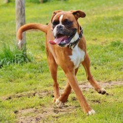 Boxer. Información y Rasgos de Personalidad de Esta Raza