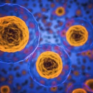 ¿En Qué se Diferencian las Células Musculares de las Nerviosas?