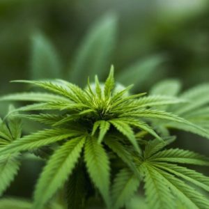 Marihuana Medicinal y el Aceite de CBD en la Artritis Reumatoide