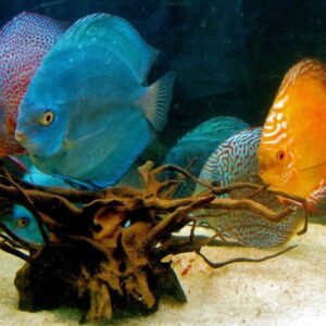 Los Mejor Sistemas de Ósmosis Inversa Para su Acuario