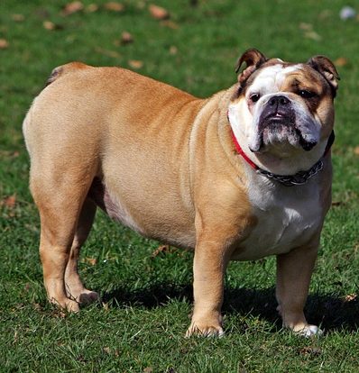 Bulldog inglés