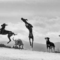 ¿Tienes un Gran Danés? Descubre las características de esta raza