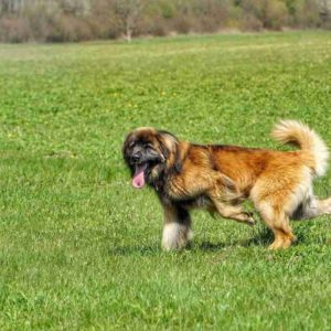 Conoce los perros Leonberger, descubre sus principales rasgos.