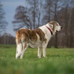 Sobre el mastín español. Descubre esta excelente raza