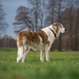 Sobre el mastín español. Descubre esta excelente raza