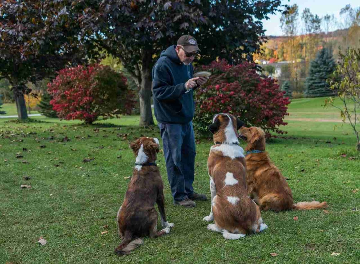 Perros Grandes
