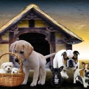 Los Mejores Perros Hipoalergénicos Para tu Hogar