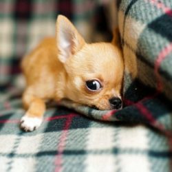Razas de Perros de Apartamento que Encajan en Espacios Pequeños