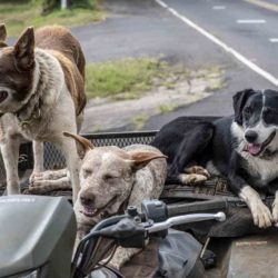 ¡Las 10 razas de perros más inteligentes del mundo!