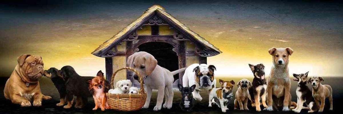 Perros saludables