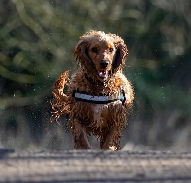 Spaniel de agua irlandés