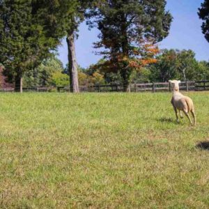 Conoce las principales características de la raza Border Collie