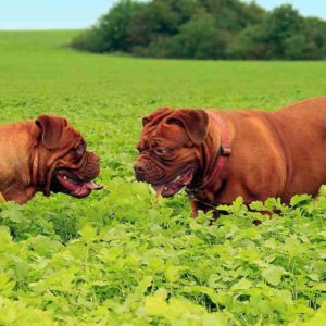 Conoce al Dogo de Burdeos, una excelente raza