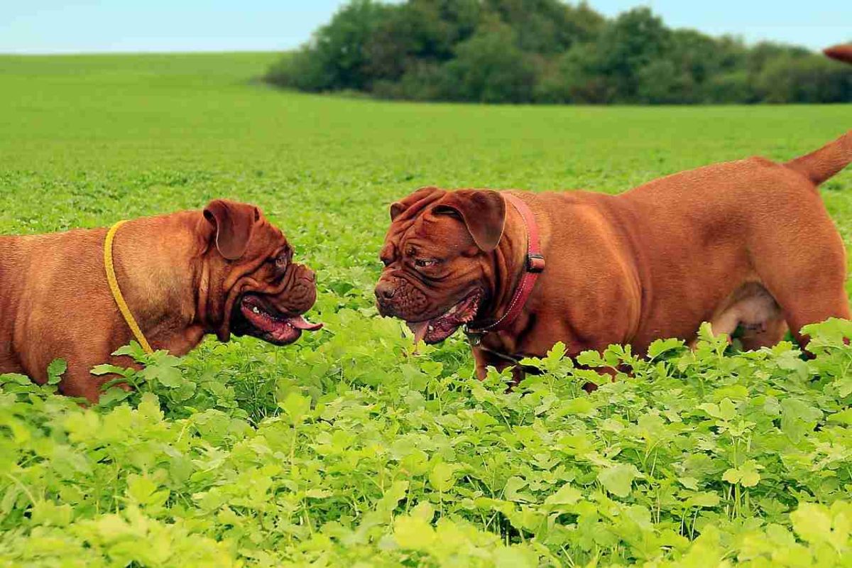 dogo de burdeos