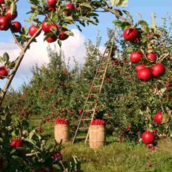 Uso eficiente del silicio en la agricultura: Nuevas mejoras.