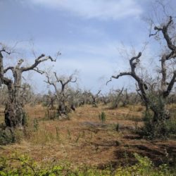 La imparable Xylella fastidiosa: Contenerla para erradicarla