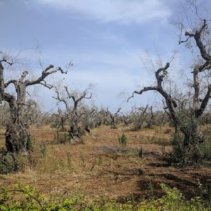 La imparable Xylella fastidiosa: Contenerla para erradicarla