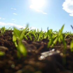 Los compuestos fenólicos como antioxidantes naturales para superar situaciones de estrés abiótico