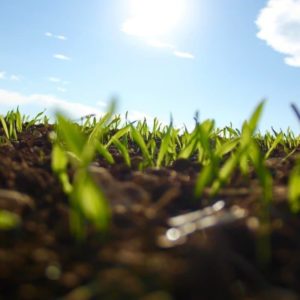 Los compuestos fenólicos como antioxidantes naturales para superar situaciones de estrés abiótico