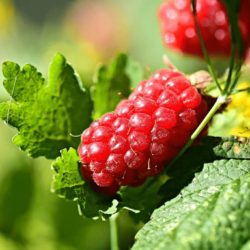 EL cultivo del frambueso. Tips para aumentar la productividad