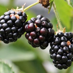 El cultivo de la Mora. Características y tips para aumentar la producción