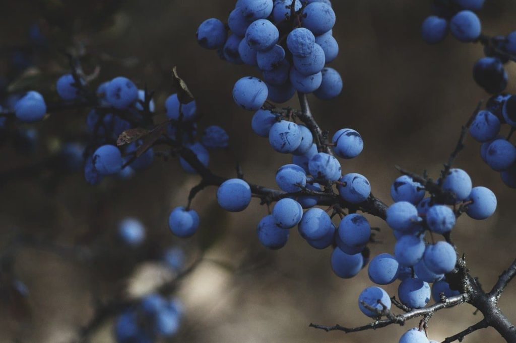 cultivo de arándano