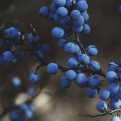 El cultivo del arándano. Descubre las características de este cultivo
