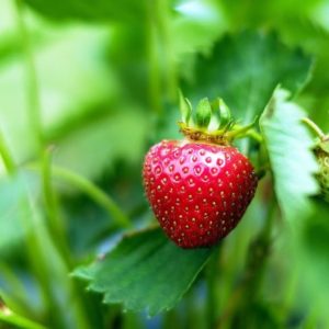 El cultivo de la Fresa