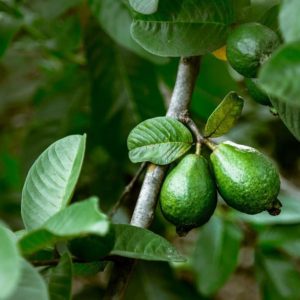 El cultivo de la Guayaba. Aumenta la calidad de tus cosechas